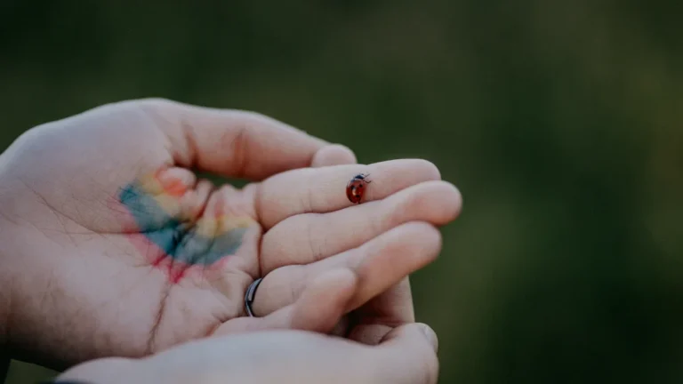 A close-up photo of hands gently holding a small ladybird in the New Forest, UK.