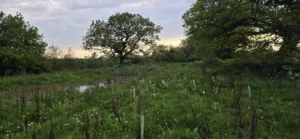 Large oak tree in a meadow with saplings and a pond under a sunset sky.