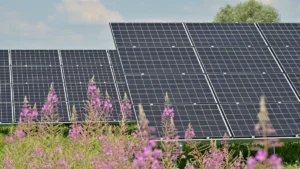 A field of vibrant purple wildflowers in the foreground with modern solar panels in the background.