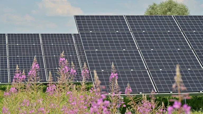 A field of vibrant purple wildflowers in the foreground with modern solar panels in the background.