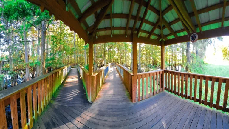 A long wooden boardwalk path curves through a lush green forest with tall trees.