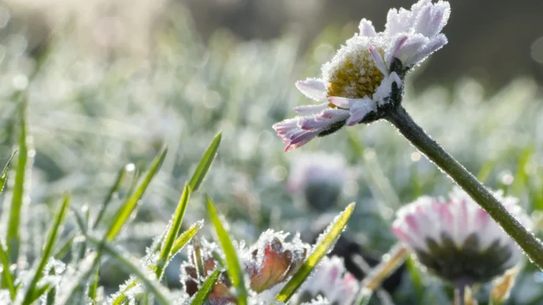 A white daisy flower in a garden covered in a layer of crystalline morning frost during a late spring freeze in Latvia.