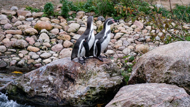 Two penguins standing together on a large rock within a naturalistic zoo enclosure near water.