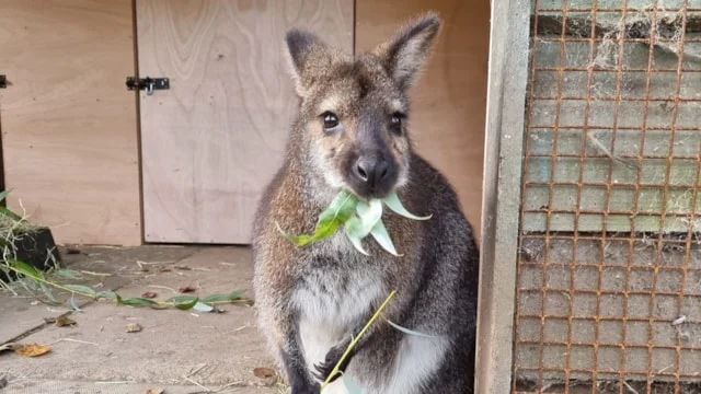 Leeds Zoo Joins UK Elite with National Excellence Award