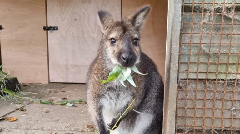 Leeds Zoo Joins UK Elite with National Excellence Award