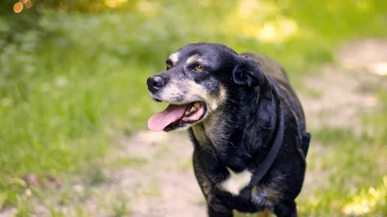 A senior black and tan dog with a grey muzzle standing in a grassy field.