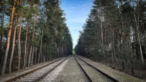 A perspective view of two railway tracks stretching through a dense pine forest, symbolizing the rail connection between Lithuania and Latvia.