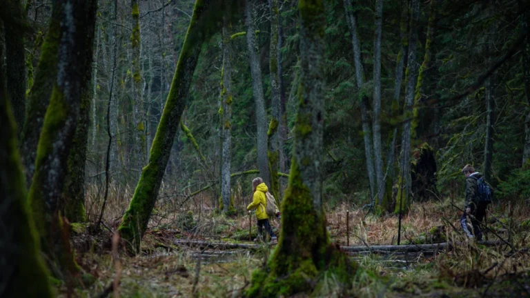 Hikers walking through a dense, mossy forest in Lithuania for a partisan remembrance event.