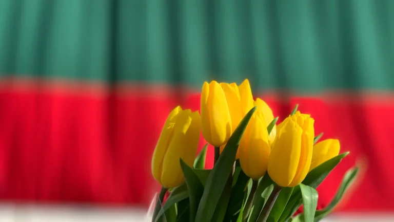 Yellow tulips in the foreground with the blurred yellow, green, and red stripes of the Lithuanian flag.