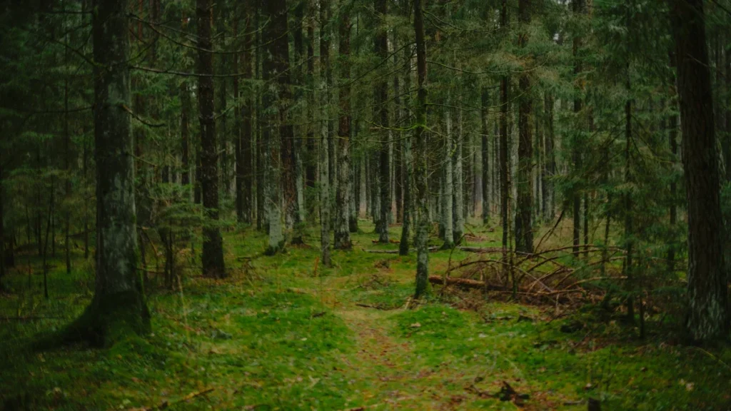 A winding dirt path through a dense forest with a floor completely covered in vibrant green moss and tall pine trees.