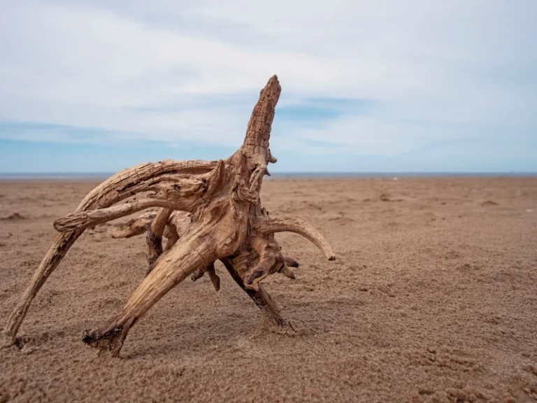 Sefton coast visitor update: what officials confirm