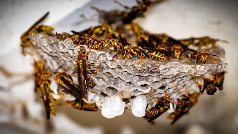 A large wasp nest covered in numerous wasps, illustrating a typical pest infestation.