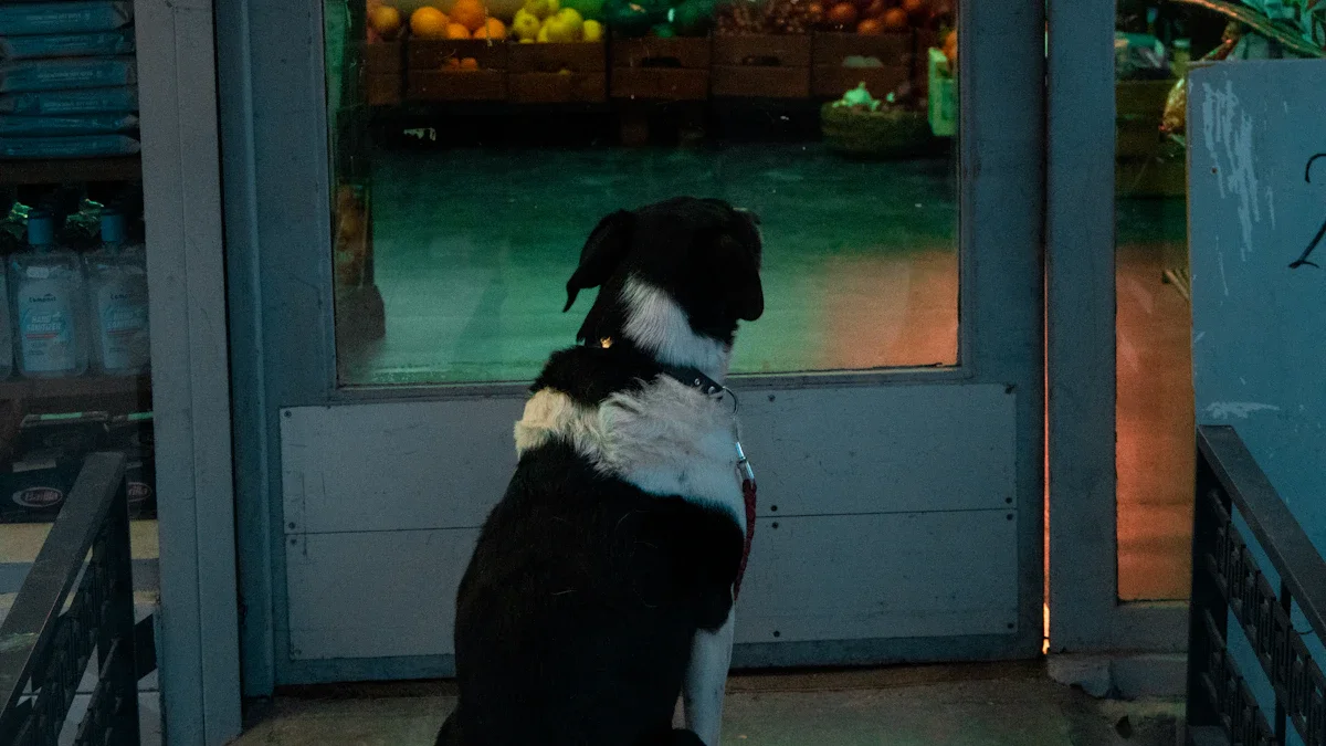 A black and white dog waiting patiently outside a store entrance on a street in London.