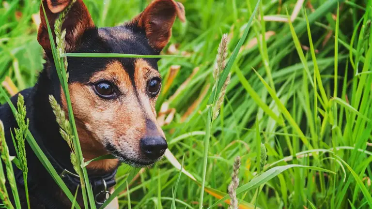 Belfast dog sentence raises street safety concerns