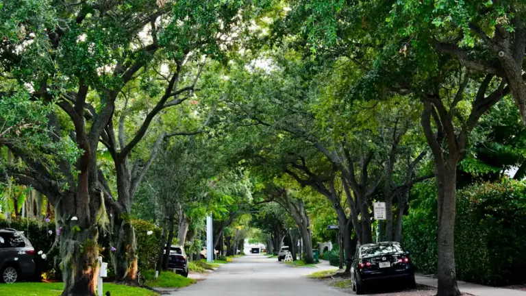 A tree-lined residential street with parked cars in a quiet British town setting.